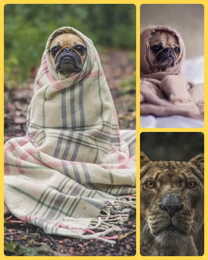 Pet collage with rounded corners on a yellow background